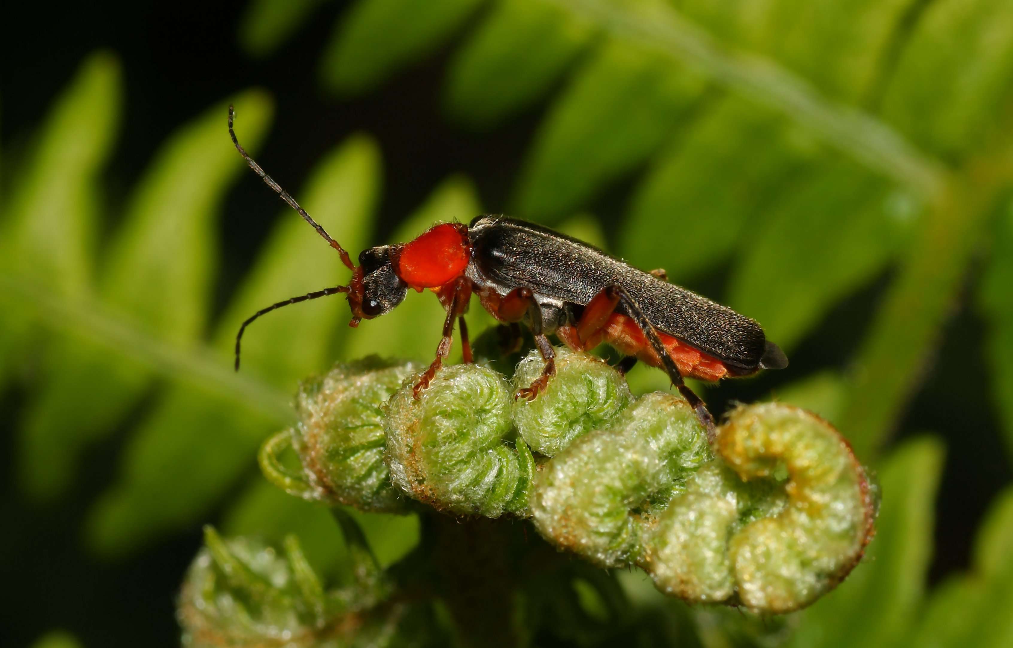 Cantharis pellucida